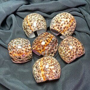 Napkin Holder Rings Set of 6 Carved Tiger Cowrie Leopard Spotted Sea Shell
